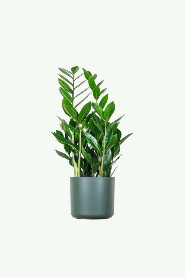 plants-ecommerce-product-featured-img-16 Zz Plants